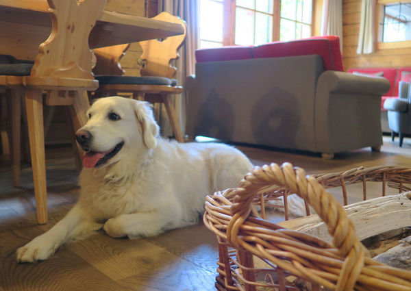 c Sabrina und Alexander Oswald Urlaub mit Hund Feriendorf Holzleb'n Großarl